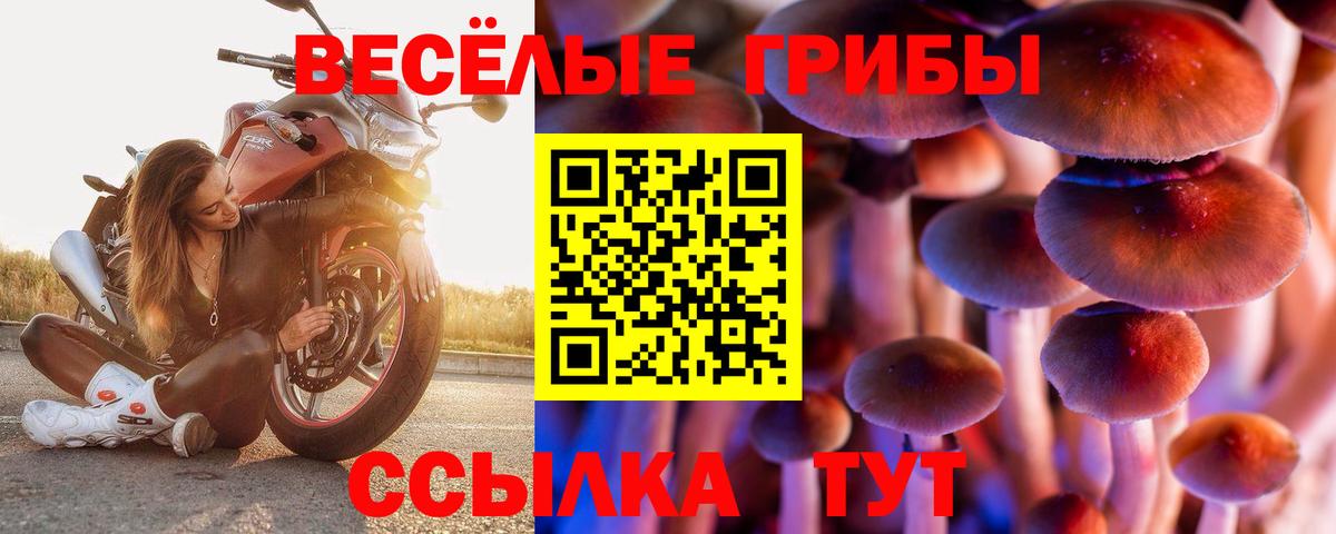 Кингисепп  Галлюциногенные грибы Psilocybine cubensis  Вход с VPN  Псилоцибиновые грибы ЛСД 
